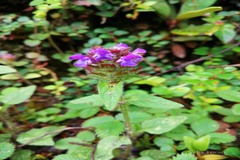 Prunella vulgaris